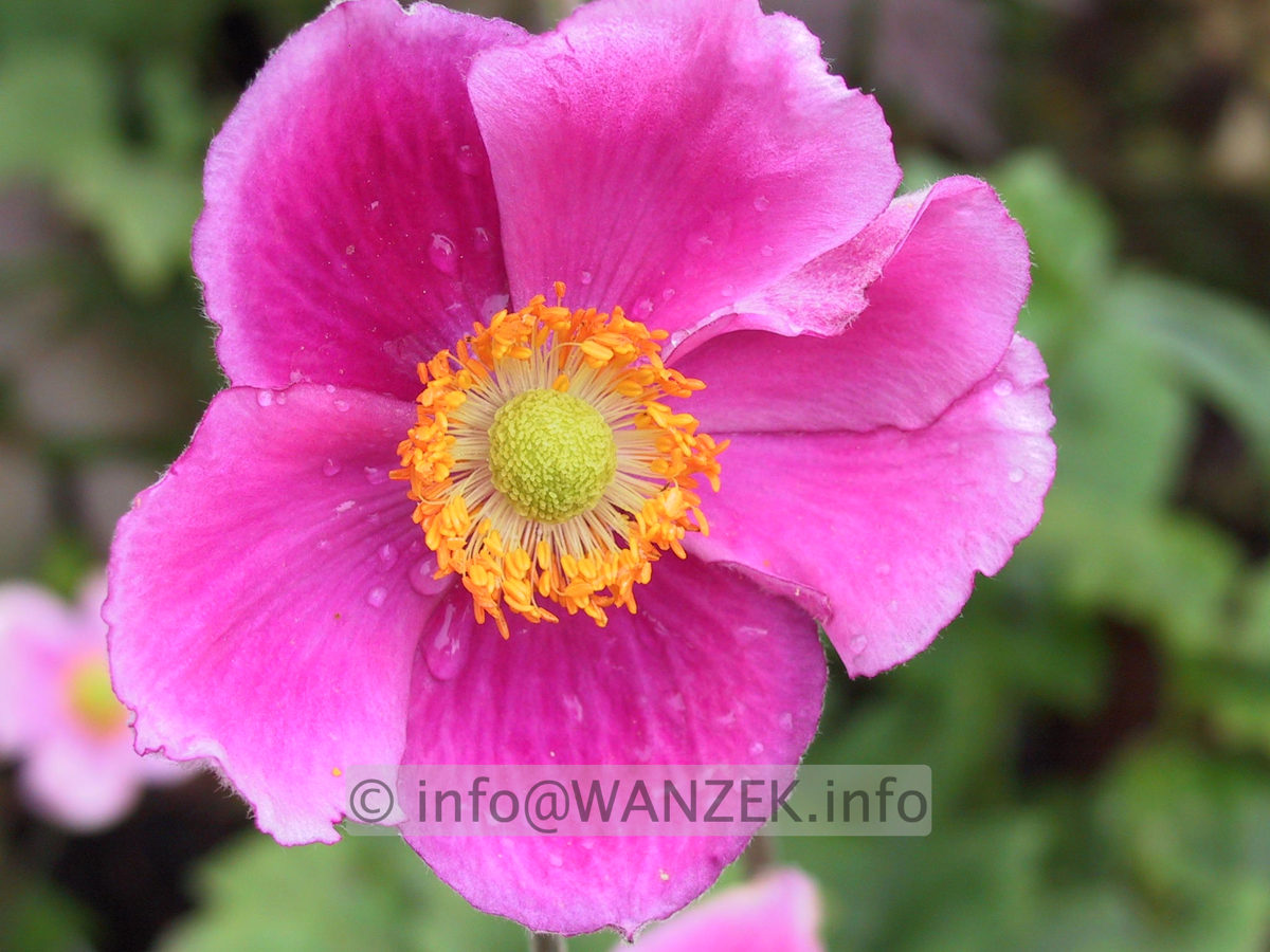 Anemone japonica Rosenschale - Macro.JPG